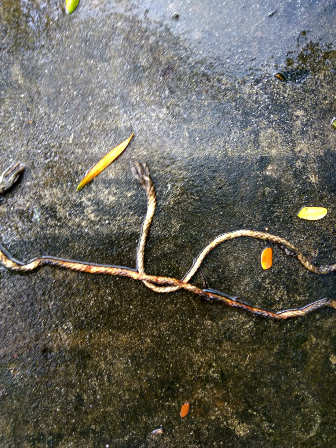 Coghlan's Utility Cord is fungus resistant